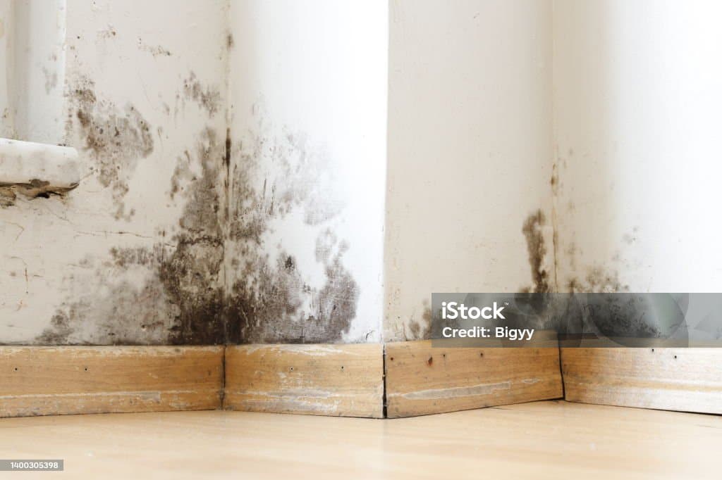 Damp / mould photo